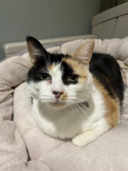 Truffles, Adoptable, Adult Female Domestic Short Hair & Domestic Short Hair.