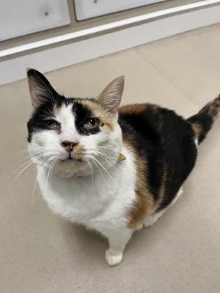 Truffles, Adoptable, Adult Female Domestic Short Hair & Domestic Short Hair.