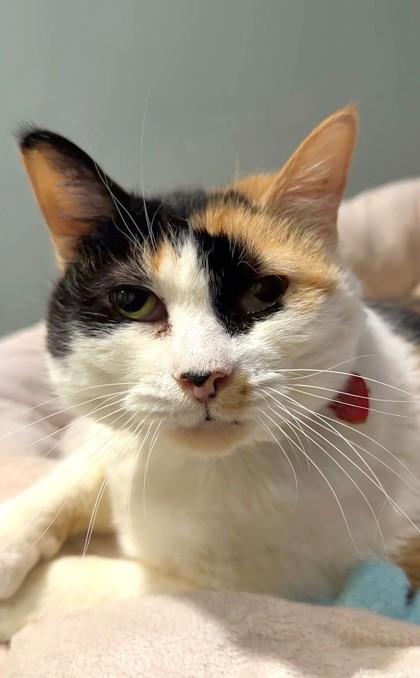 Enlarge Truffles, a Adoptable mixed breed in Quakertown, PA image 2/3