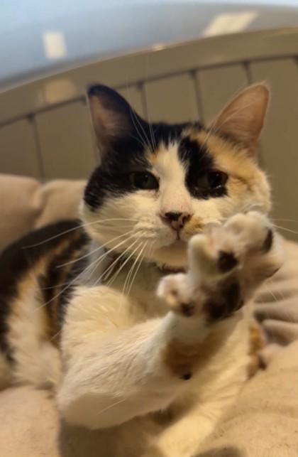 Truffles, a Adoptable mixed breed in Quakertown, PA image 3/3