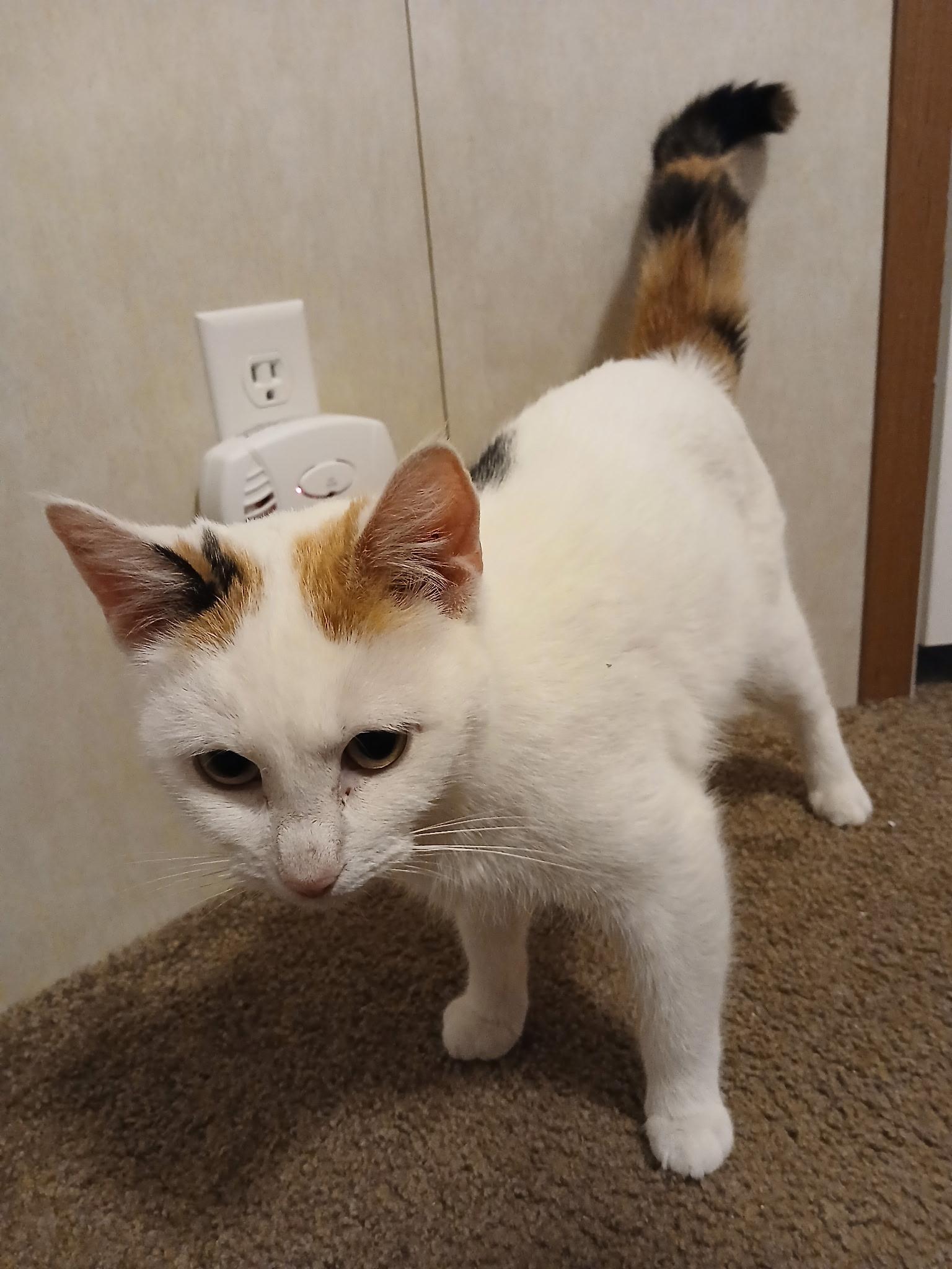 Lovebug, ADOPTABLE, Kitten Female Domestic Short Hair.