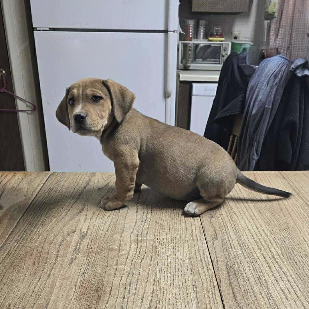 Novak, ADOPTABLE, Puppy Male Labrador Retriever & Hound.