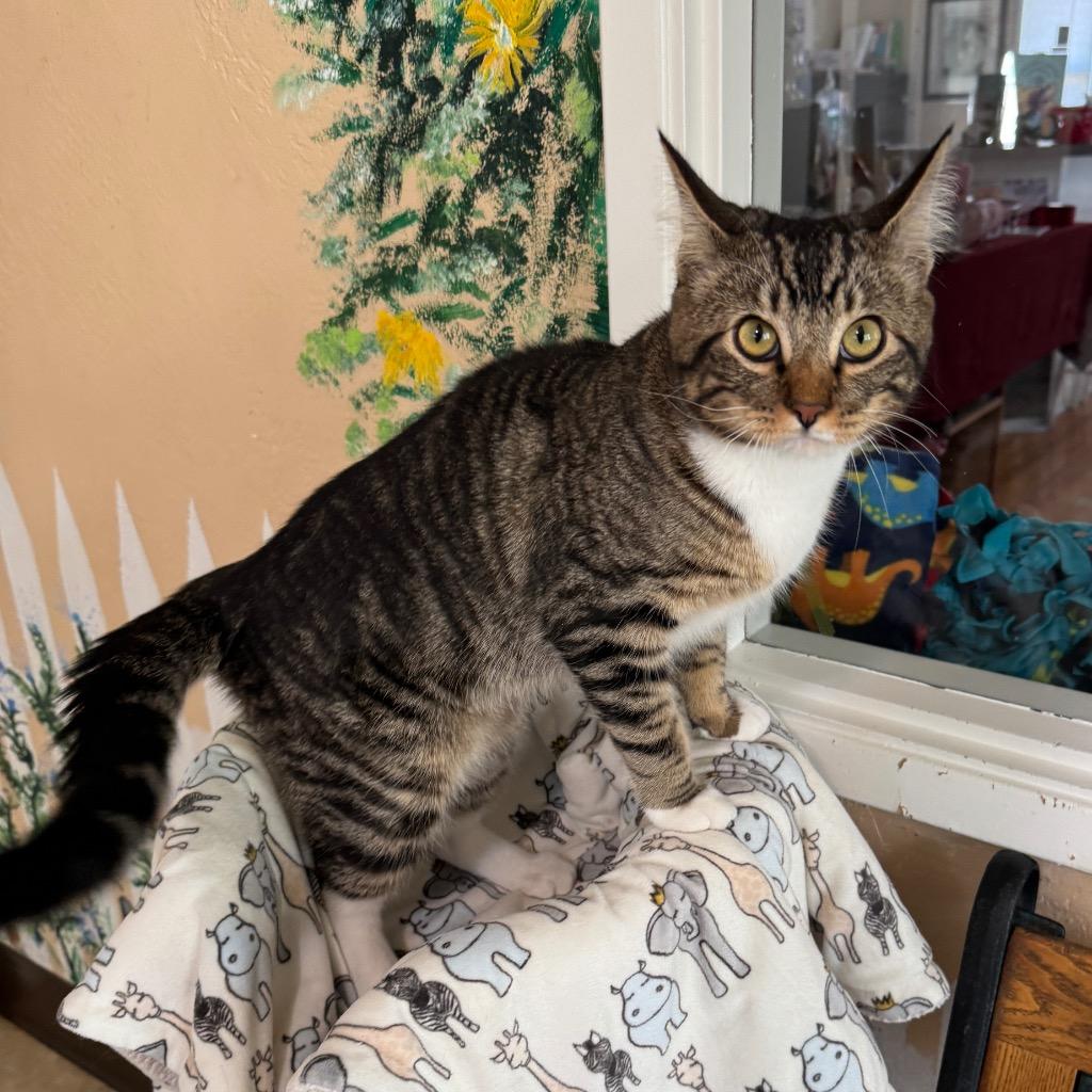 Enlarge Homie, a Adopted mixed breed in Cambria, CA image 1/2