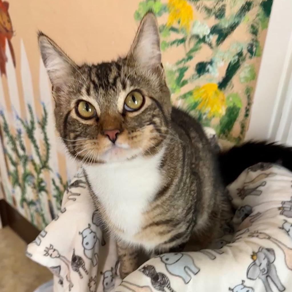 Homie, Adopted, Kitten Male Domestic Short Hair.