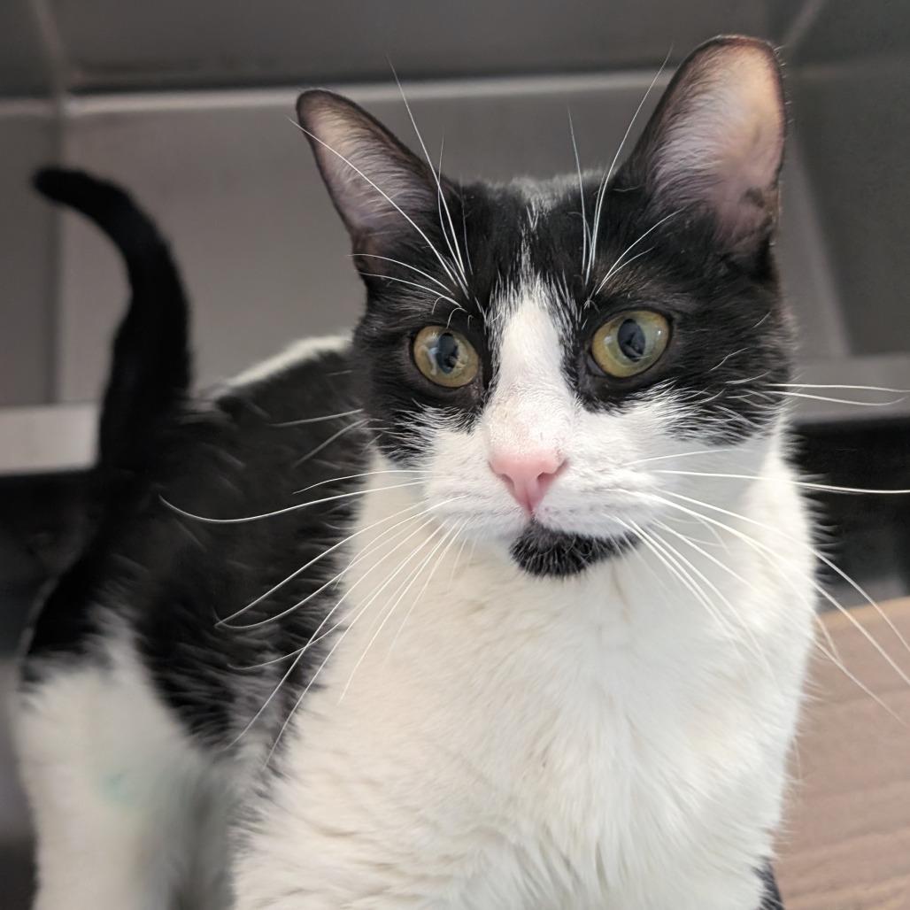 Quimby (Holland Cat Cove), a Adoptable Domestic Short Hair in West Olive, MI image 1/6