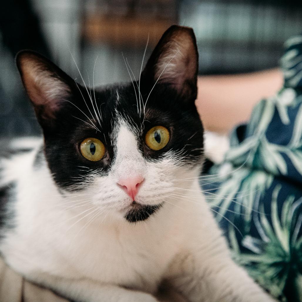Enlarge Quimby (Holland Cat Cove), a Adoptable Domestic Short Hair in West Olive, MI image 3/6