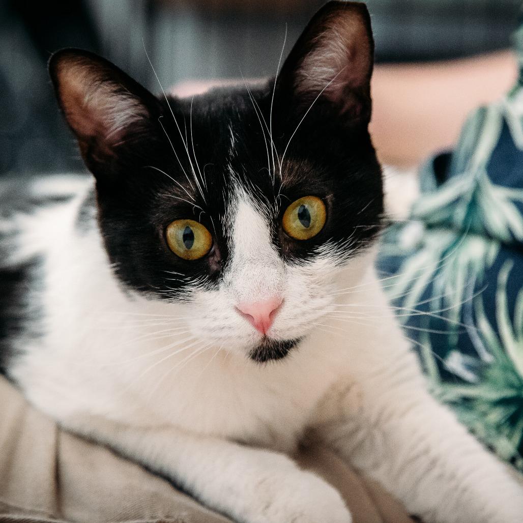 Quimby (Holland Cat Cove), a Adoptable Domestic Short Hair in West Olive, MI image 4/6