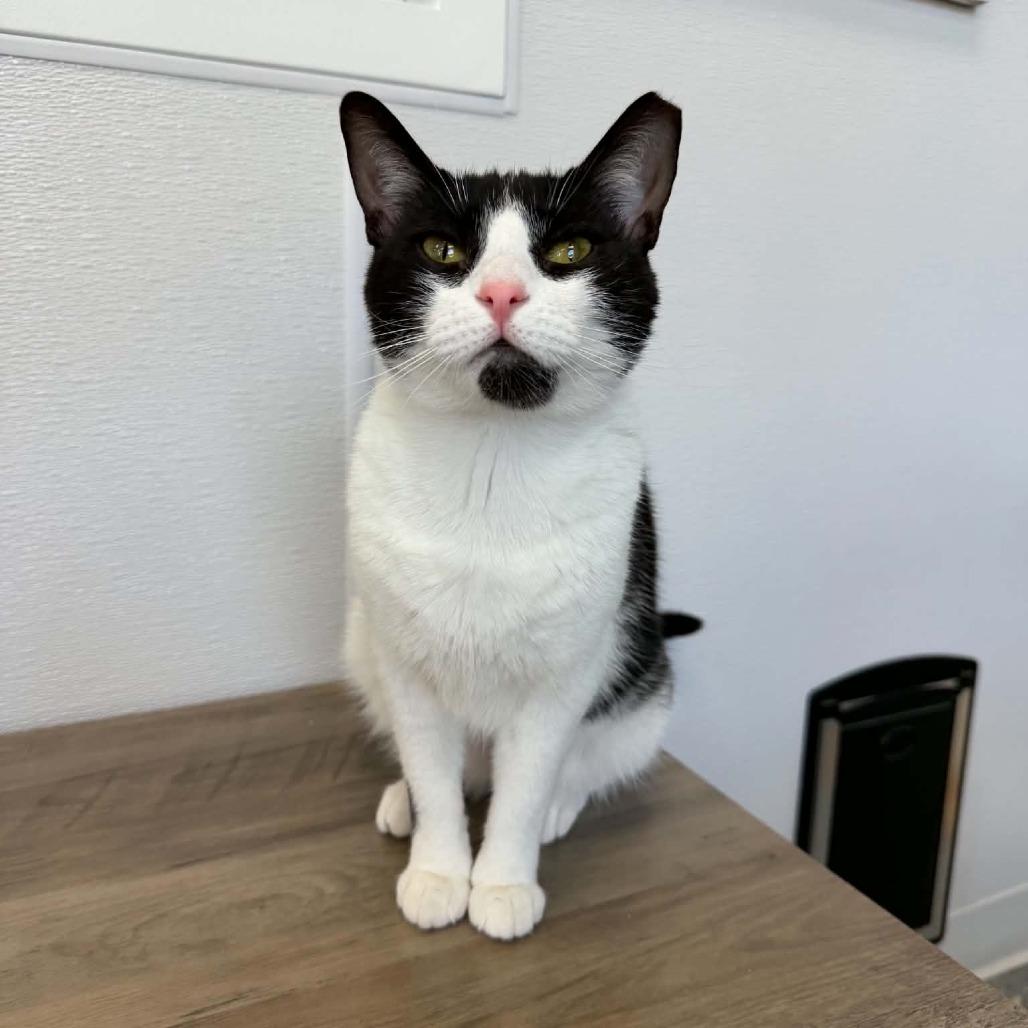 Quimby (Holland Cat Cove), a Adoptable Domestic Short Hair in West Olive, MI image 6/6
