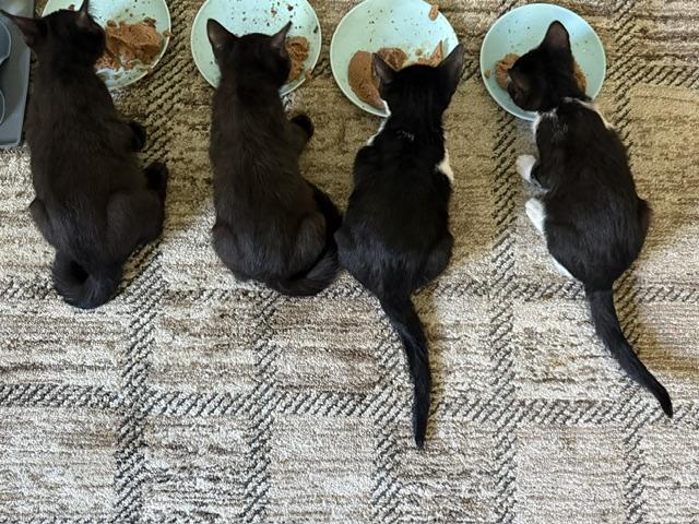 MANICOTTI, a Adopted Domestic Short Hair in Philadelphia, PA image 3/4