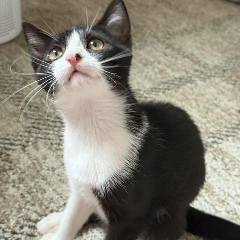 MANICOTTI, a Adopted Domestic Short Hair in Philadelphia, PA image 4/4