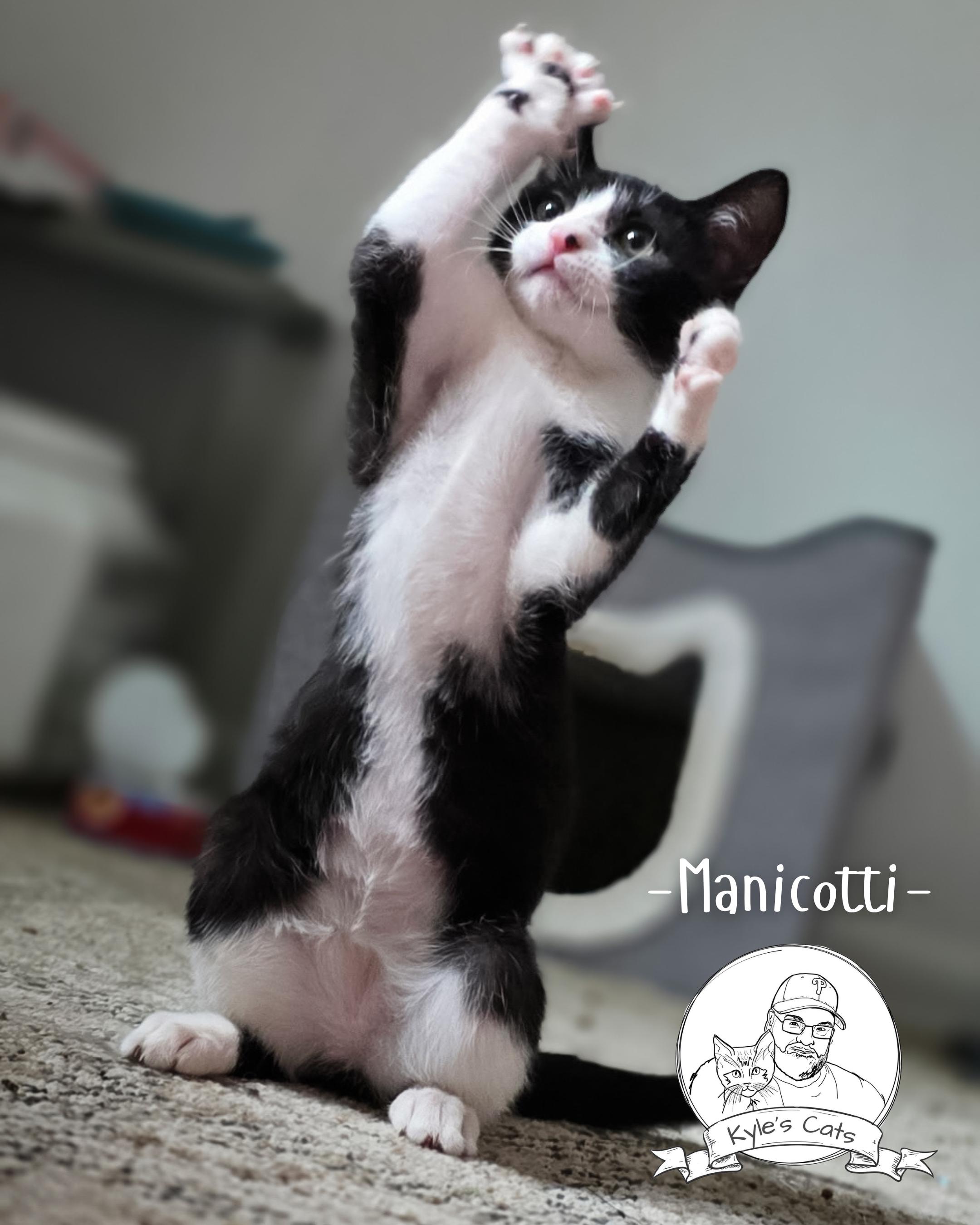 MANICOTTI, Adopted, Kitten Female Domestic Short Hair.