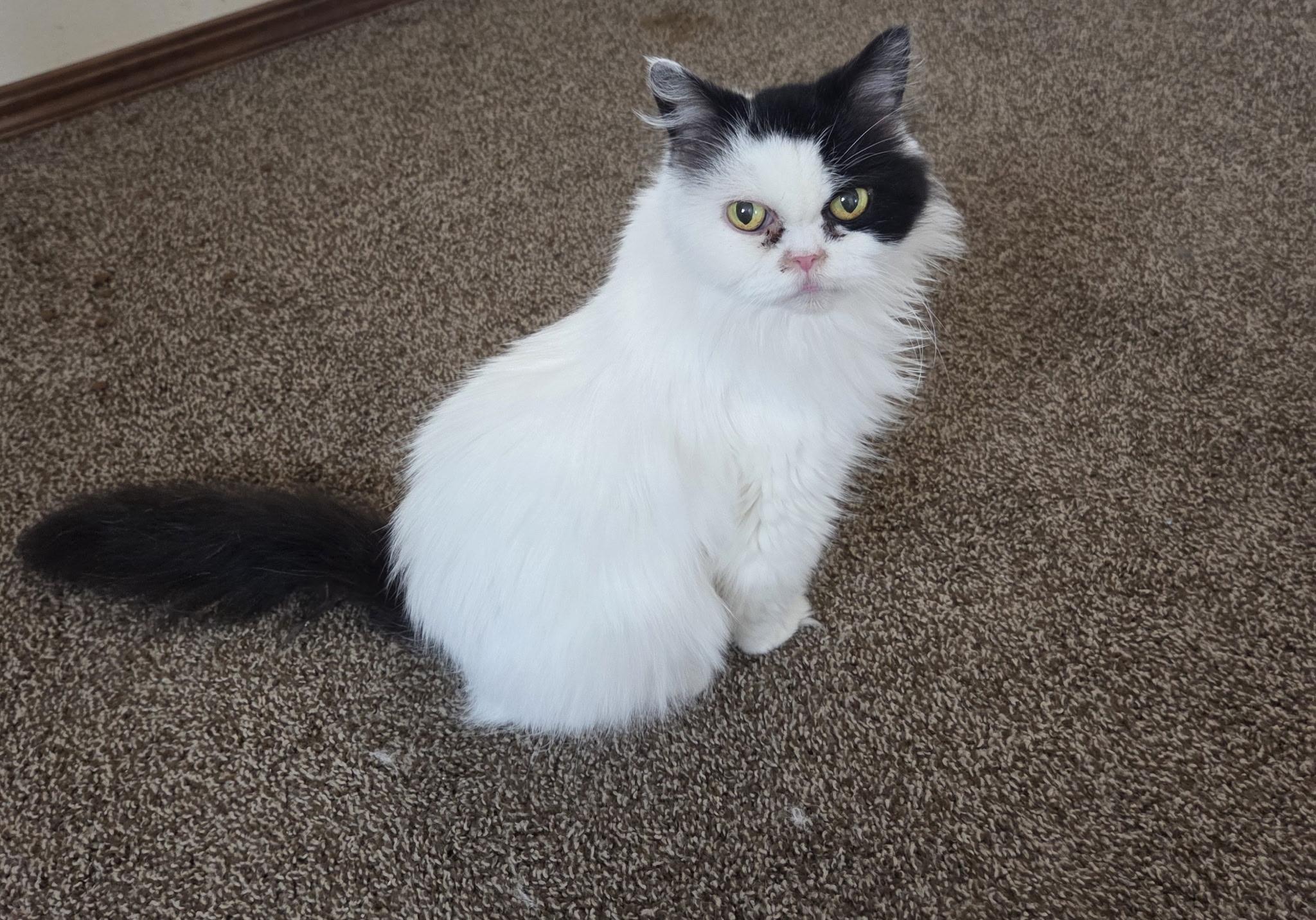 Enlarge Harley, a Adoptable Ragdoll in Carnegie, OK image 2/2