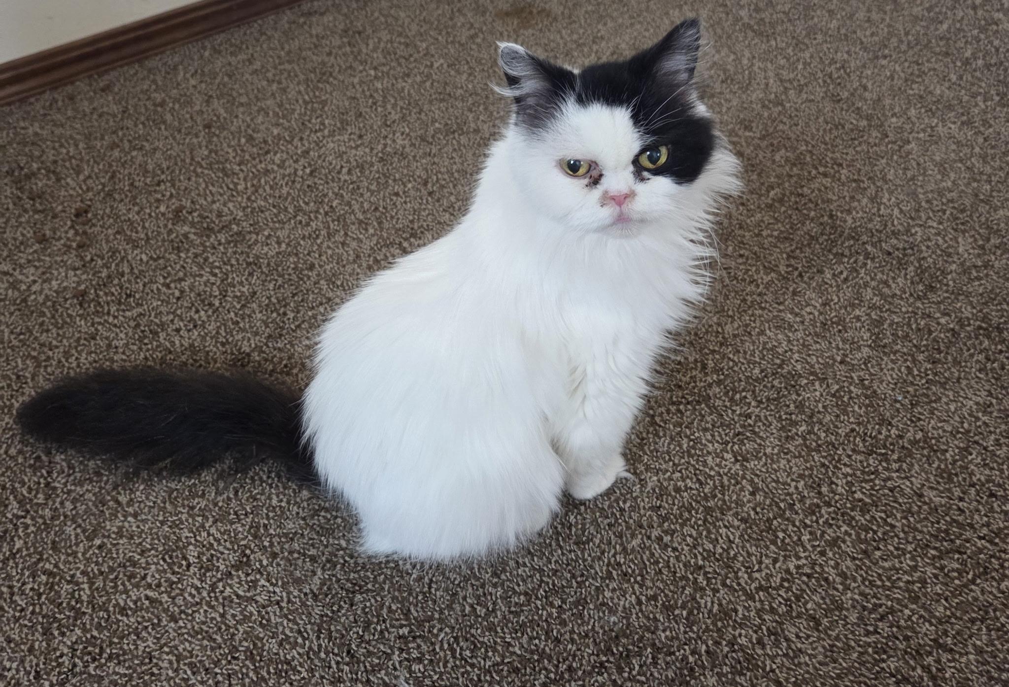 Harley, Adoptable, Adult Female Ragdoll.