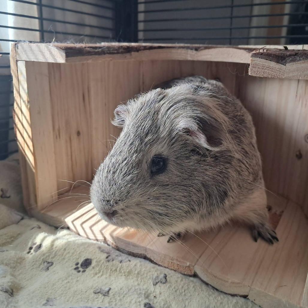 Cinnamon M12589, Adoptable, Young Male Guinea Pig.
