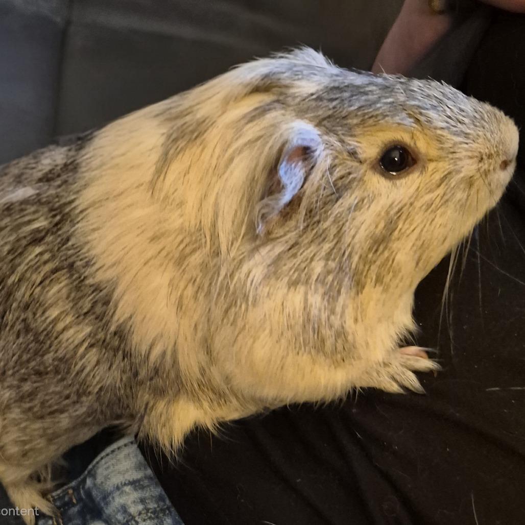 Enlarge Cinnamon M12589, a Adoptable Guinea Pig in Princeton, MN image 2/2