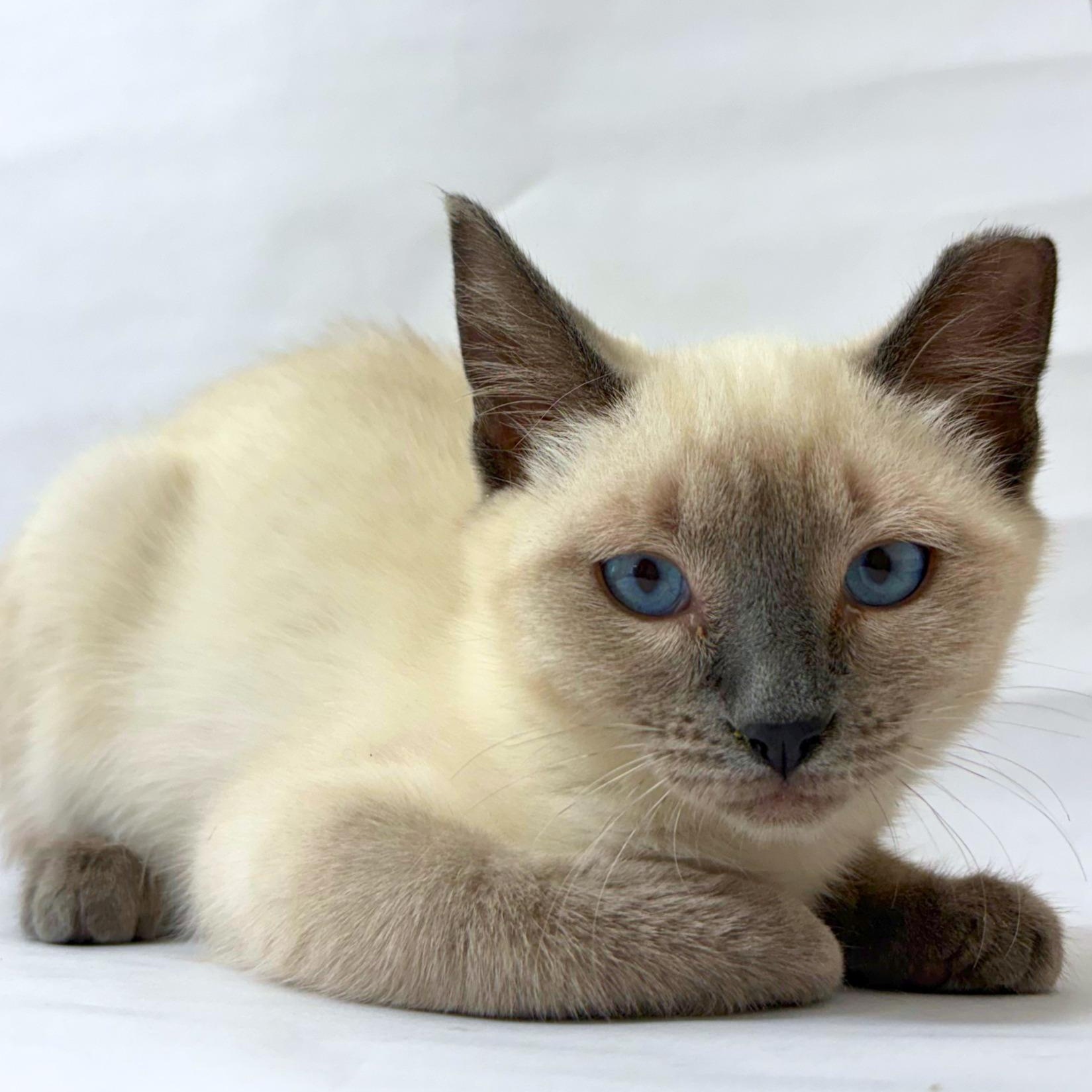 Enigma, adopted, Kitten Female Siamese & Domestic Short Hair.