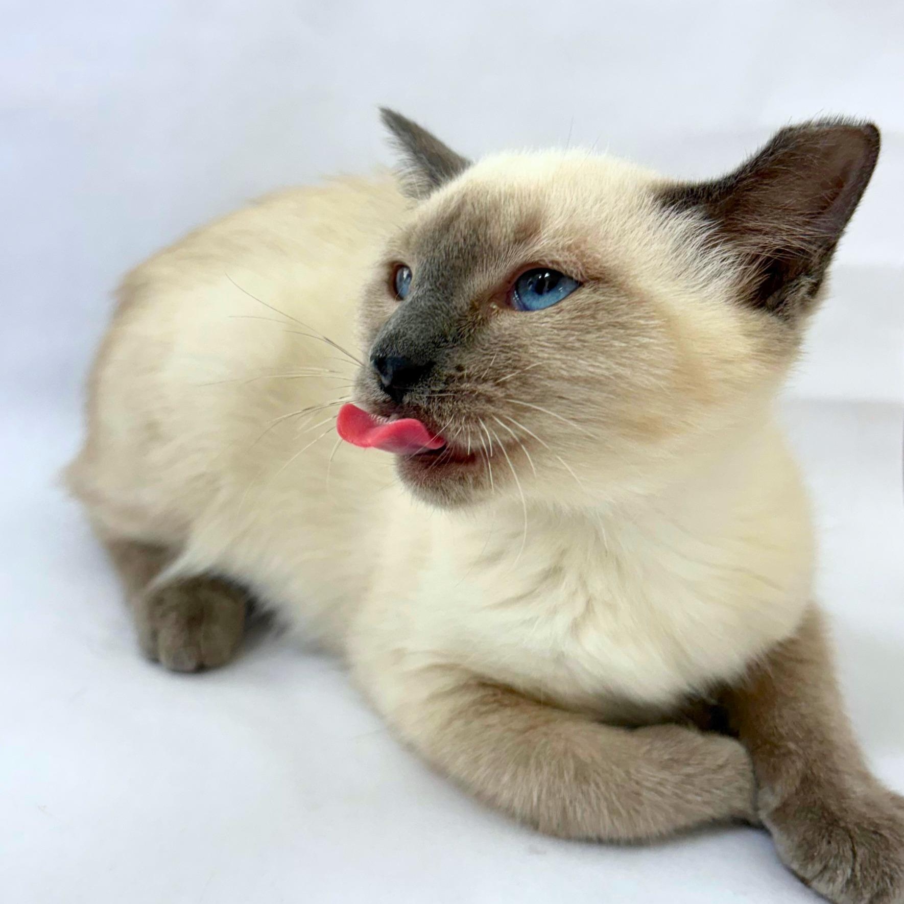 Enigma, an adopted mixed breed in Pasco, WA image 3/3