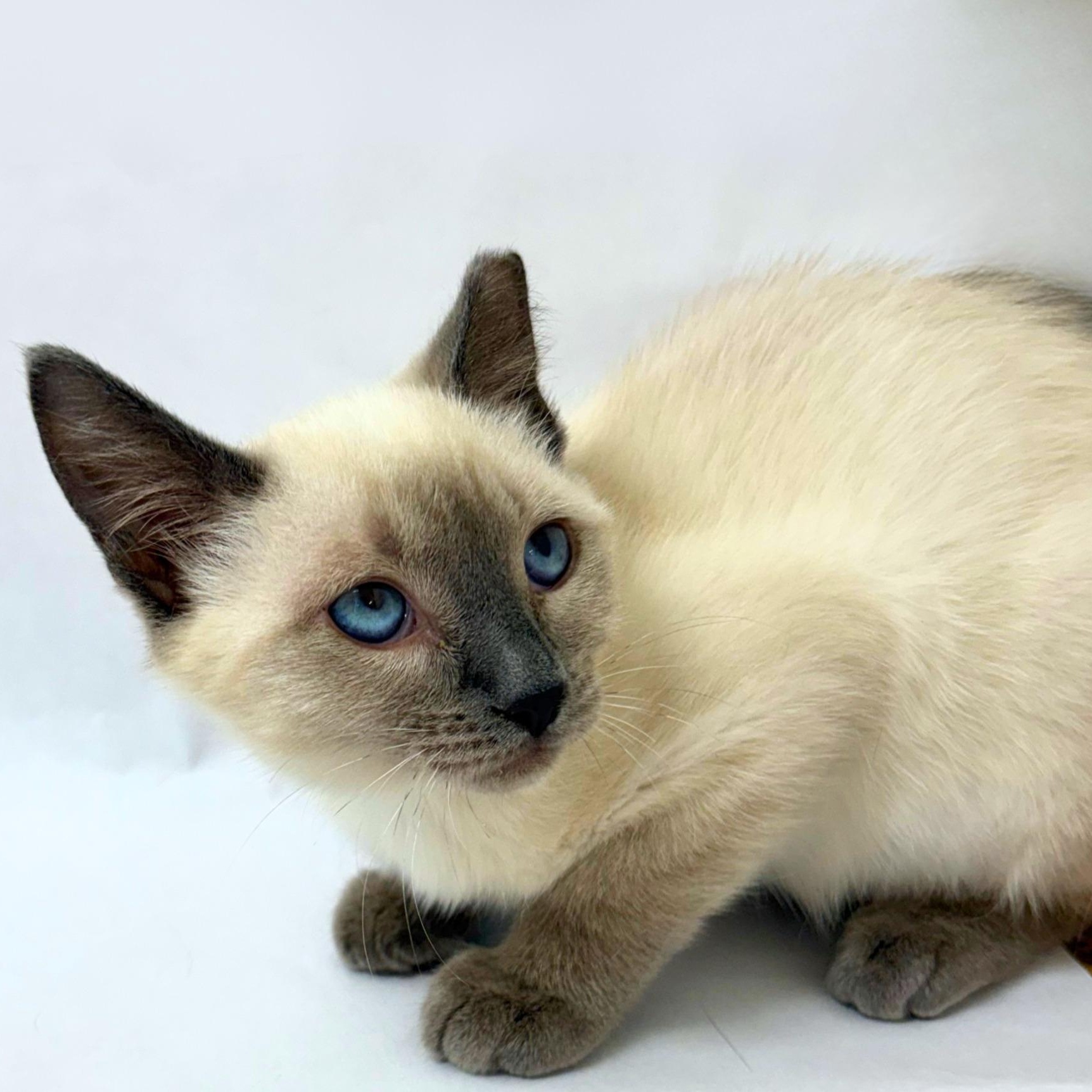 Enigma, an adopted mixed breed in Pasco, WA image 2/3
