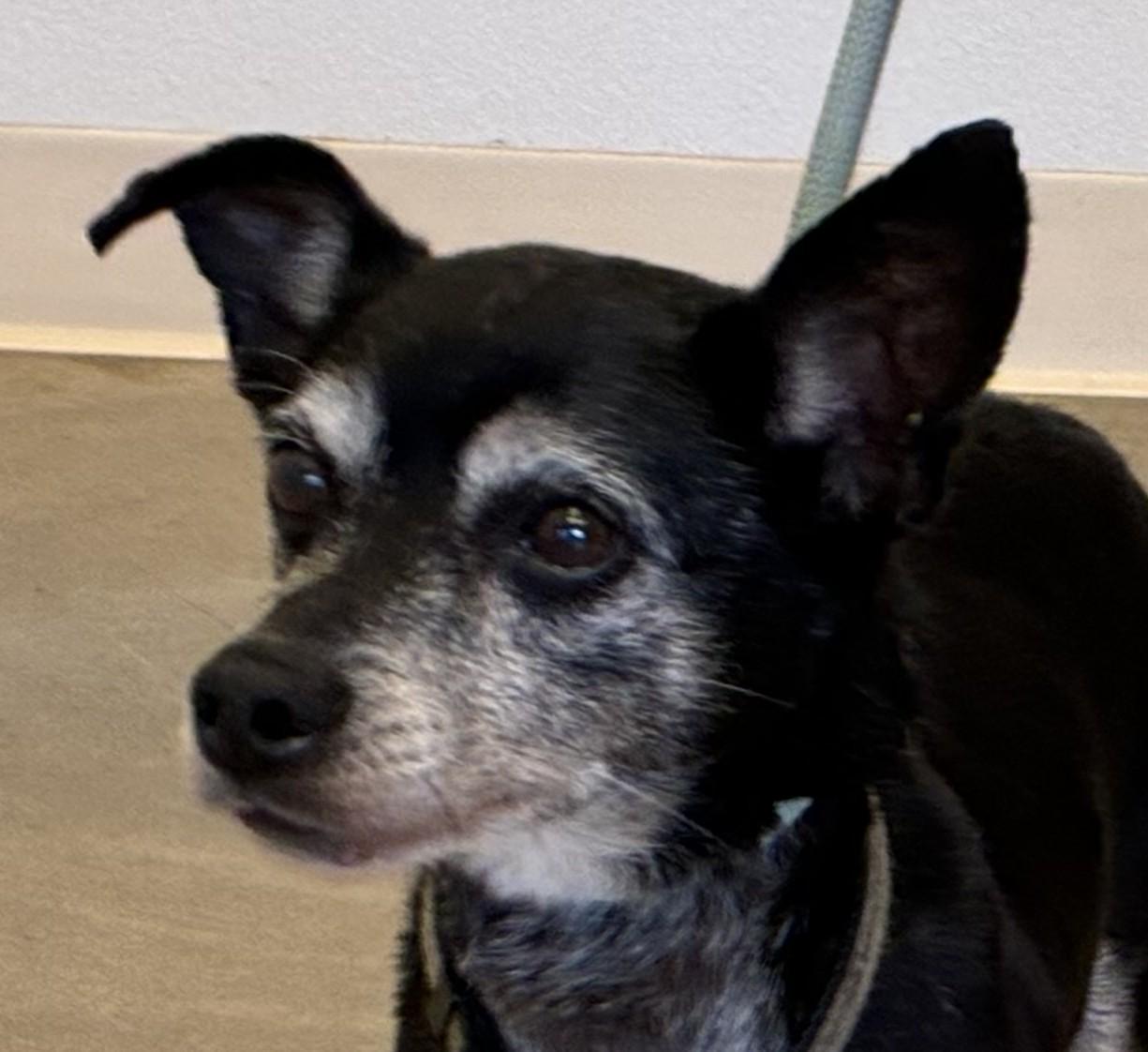 Enlarge Charles , a ADOPTABLE mixed breed in Sterling, CO image 1/3