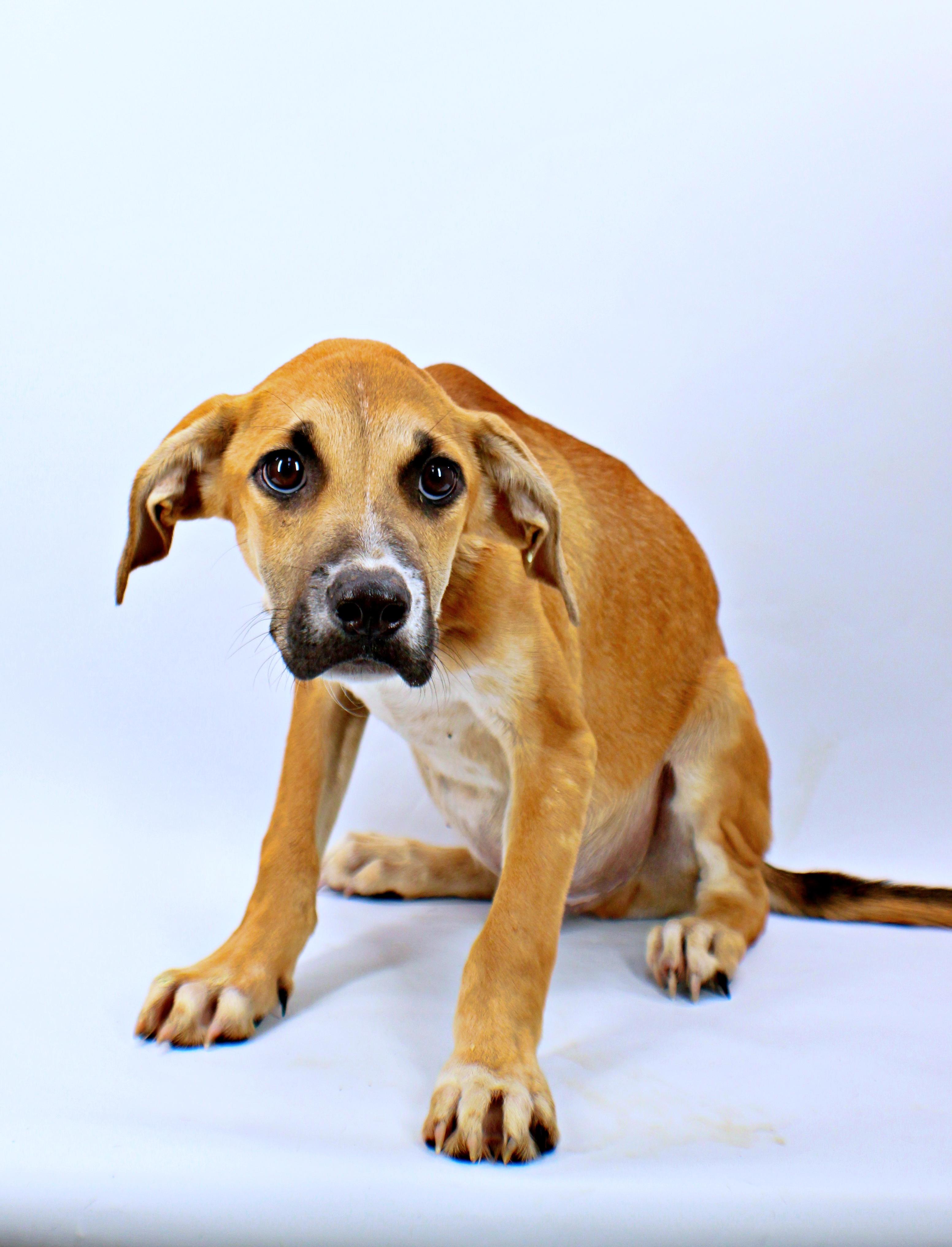 Enlarge Sawyer, a Adoptable mixed breed in Morton Grove, IL image 1/2