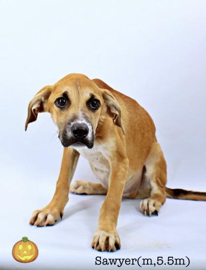 Enlarge Sawyer, a Adoptable mixed breed in Morton Grove, IL image 2/2
