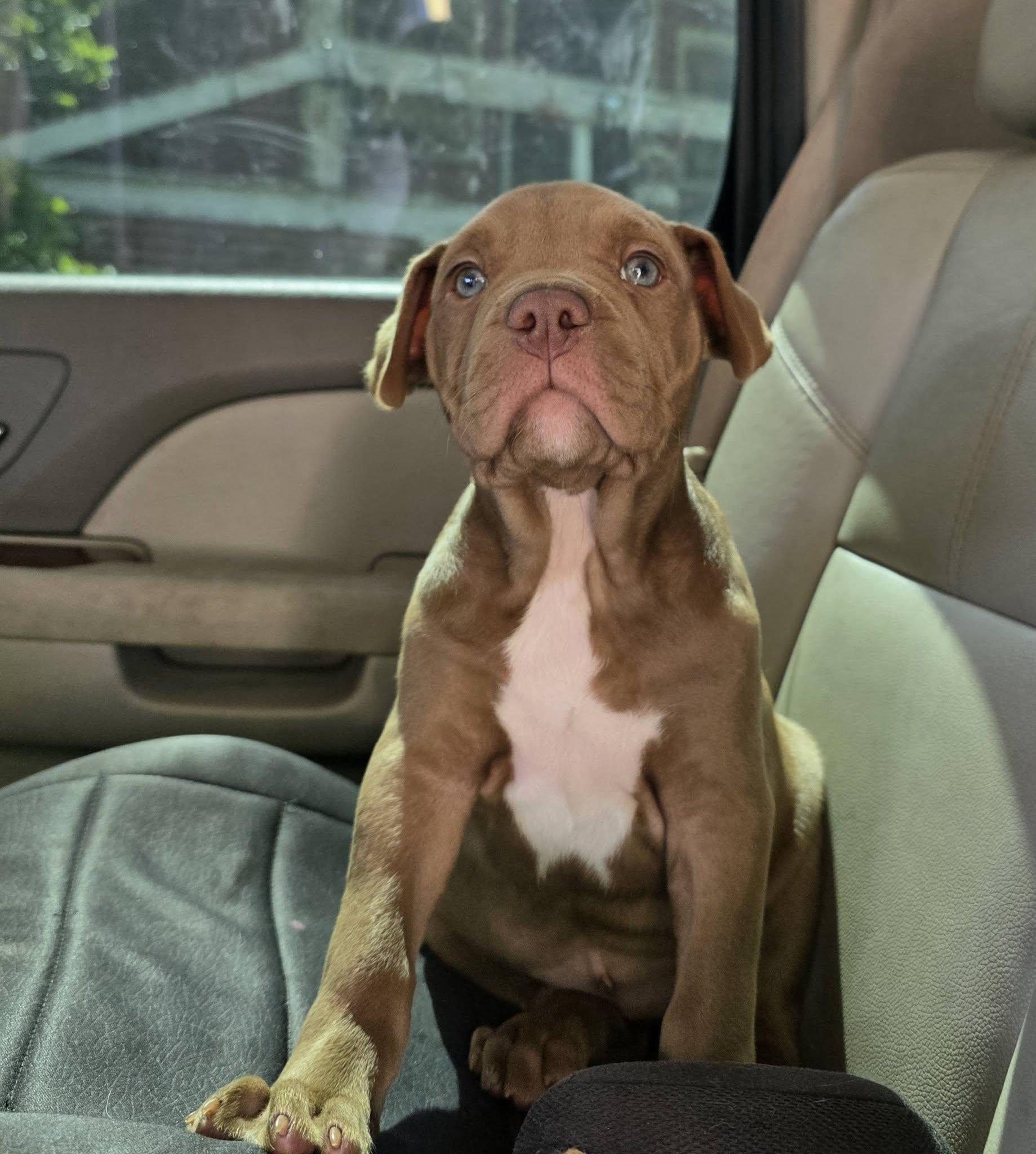 Enlarge Flea, an adopted mixed breed in Gainesville, FL image 1/3