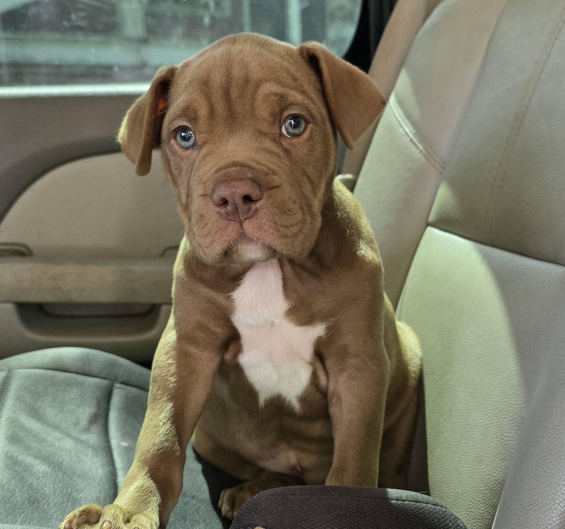 Enlarge Flea, an adopted mixed breed in Gainesville, FL image 3/3