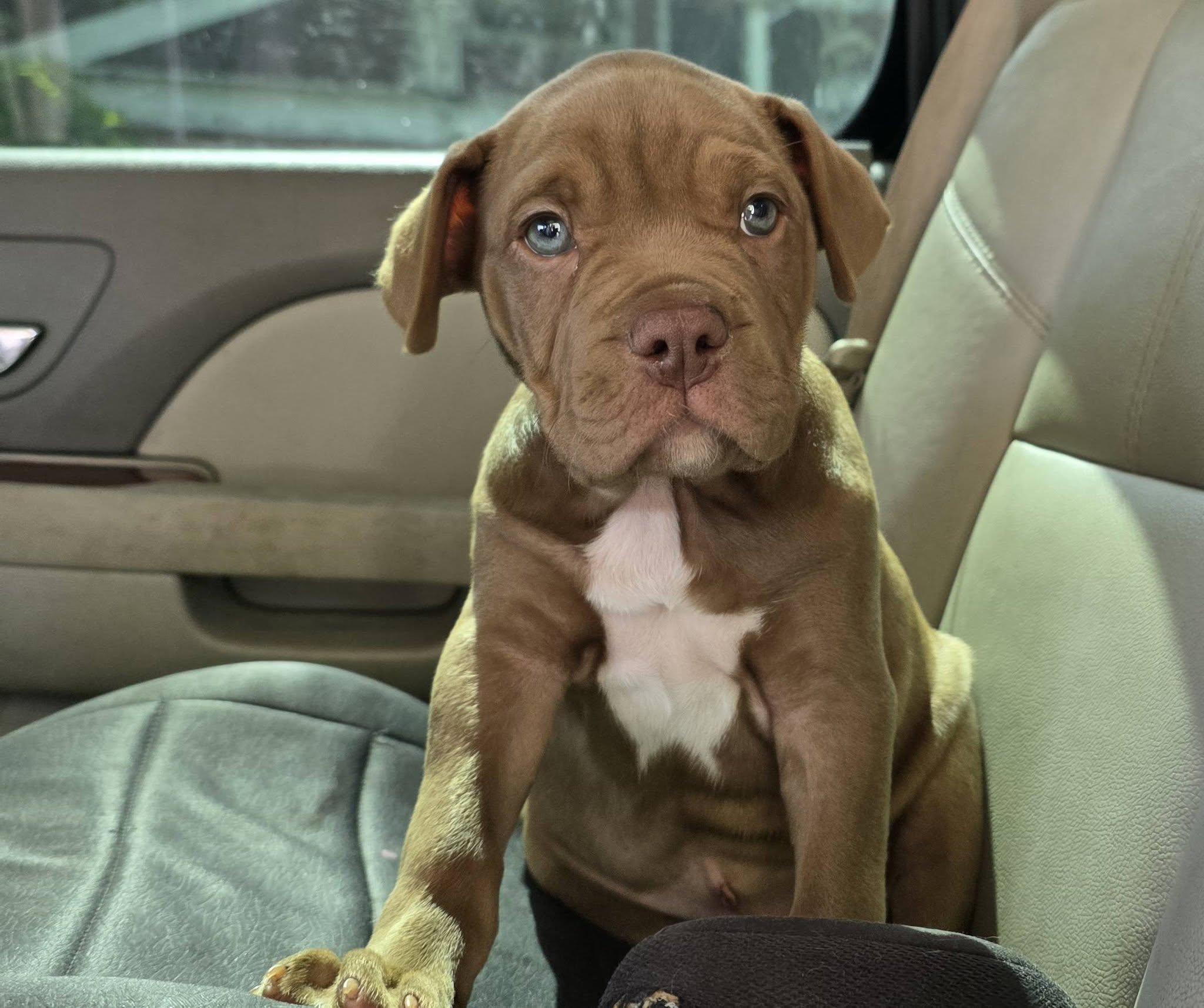 Enlarge Flea, an adopted mixed breed in Gainesville, FL image 2/3