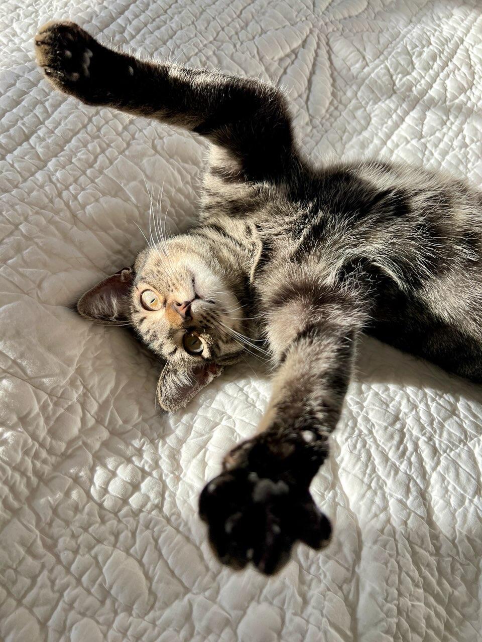 Enlarge Kiki - LOCATED IN THE NE, a Adoptable mixed breed in Sanbornville, NH image 4/6
