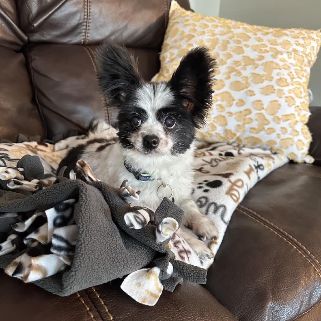 Isabeau, Adoptable, Senior Female Papillon.