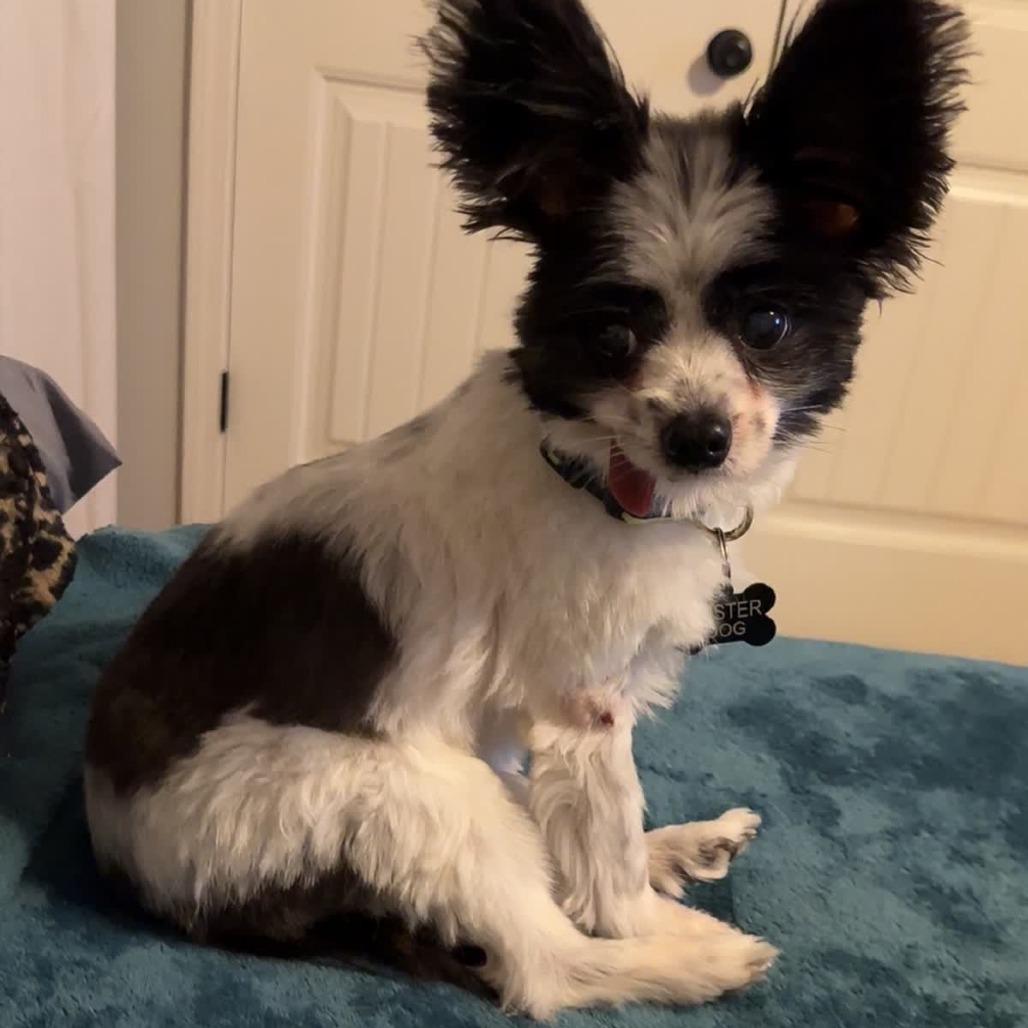 Enlarge Isabeau, a Adoptable Papillon in Kansas City, MO image 2/3