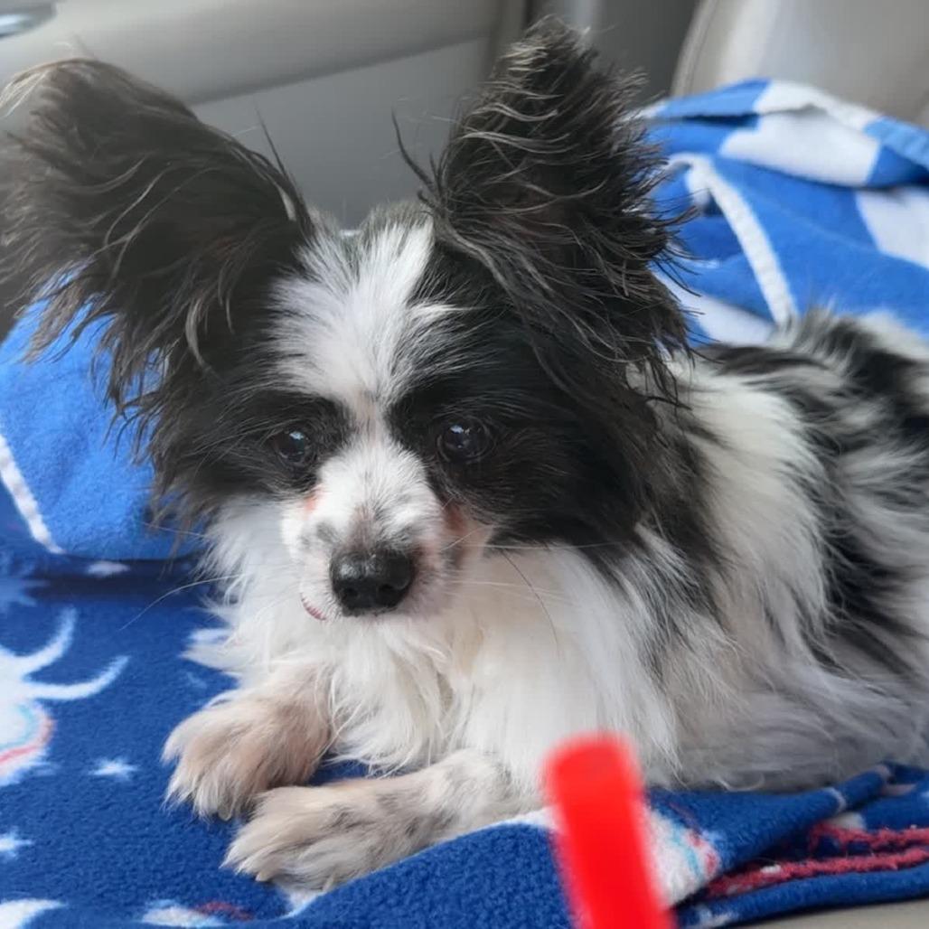 Enlarge Isabeau, a Adoptable Papillon in Kansas City, MO image 3/3