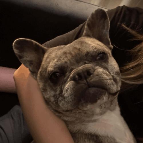 Blue, Adoptable, Young Male French Bulldog.