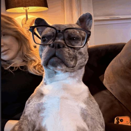 Enlarge Blue, a Adoptable French Bulldog in Austin, TX image 2/5