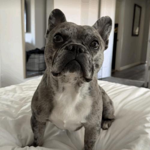 Enlarge Blue, a Adoptable French Bulldog in Austin, TX image 3/5