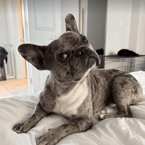 Enlarge Blue, a Adoptable French Bulldog in Austin, TX image 4/5