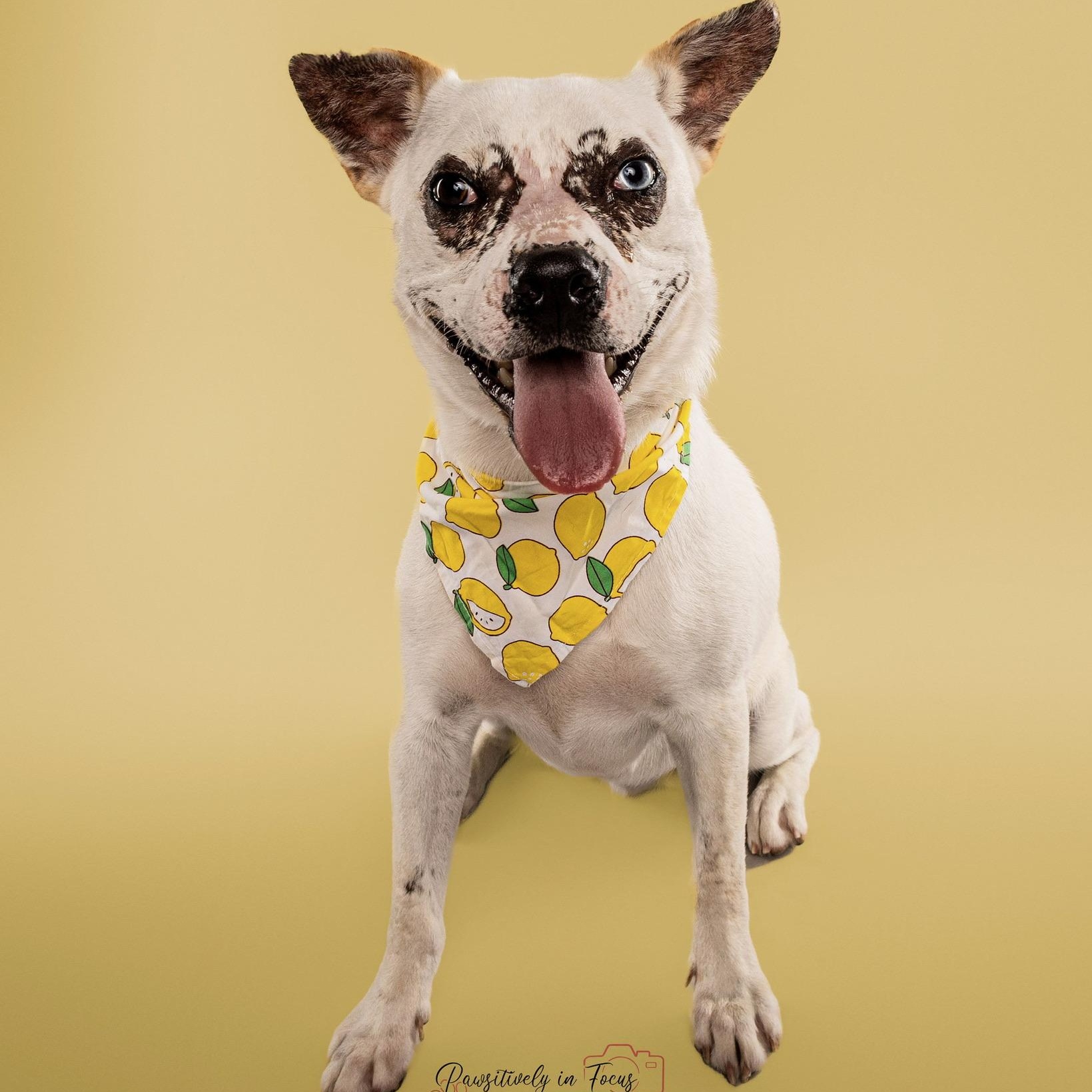 Morgan Wallen, a Adoptable mixed breed in Portland, OR image 6/6