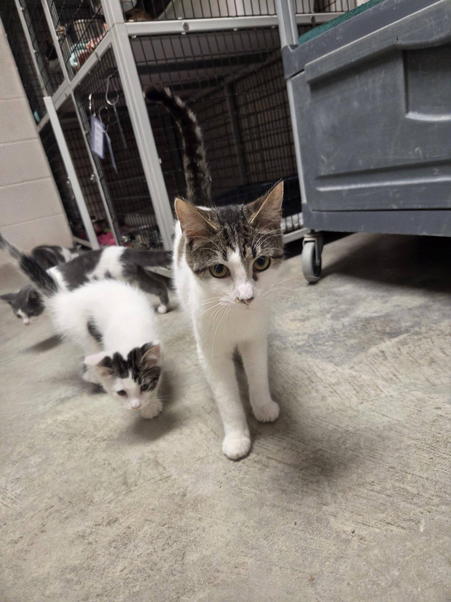 Enlarge Boogie, a Adoptable Domestic Short Hair in Chilton, WI image 3/6