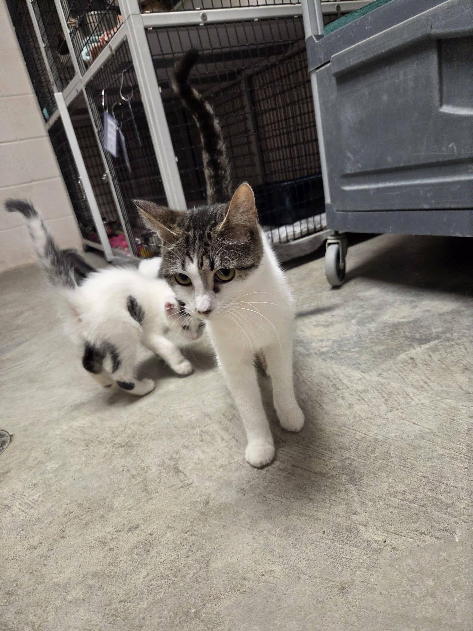 Enlarge Boogie, a Adoptable Domestic Short Hair in Chilton, WI image 4/6