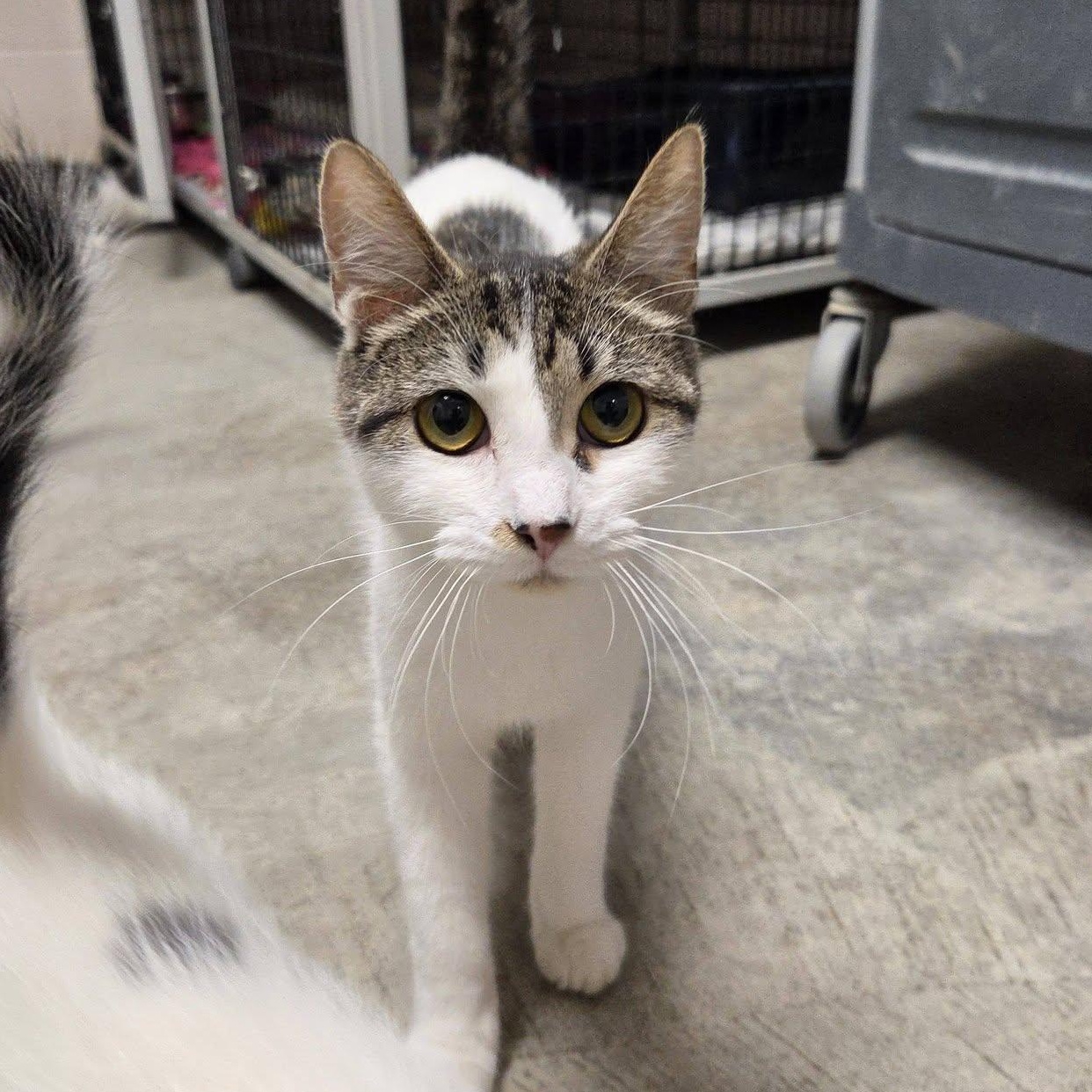 Boogie, Adoptable, Adult Female Domestic Short Hair.