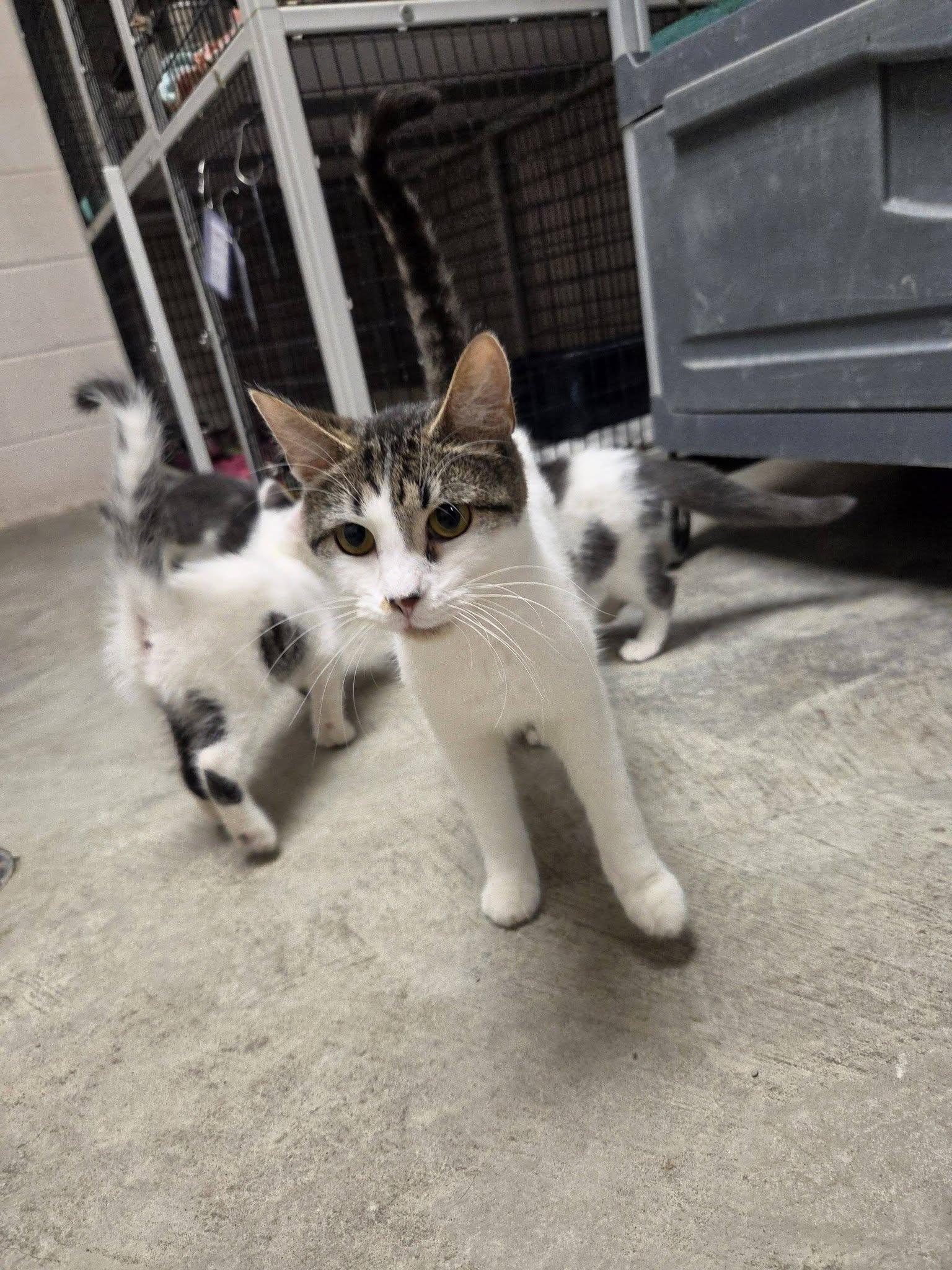 Enlarge Boogie, a Adoptable Domestic Short Hair in Chilton, WI image 5/6