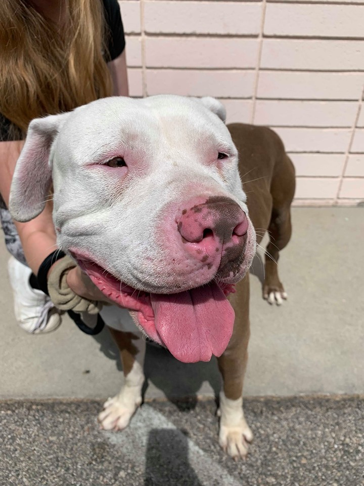 COURTESY LISTING   KING, Adoptable, Adult Male Pit Bull Terrier.