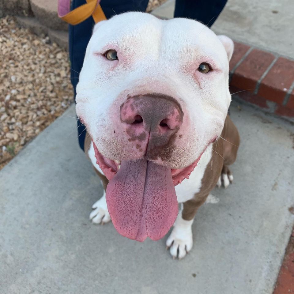 Enlarge COURTESY LISTING   KING, a Adoptable Pit Bull Terrier in Malibu, CA image 2/7