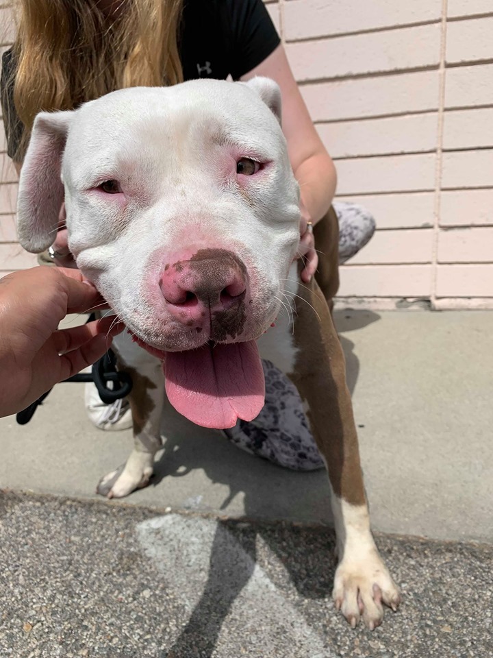 Enlarge COURTESY LISTING   KING, a Adoptable Pit Bull Terrier in Malibu, CA image 3/7