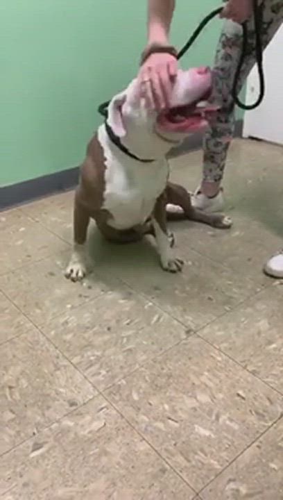 Enlarge COURTESY LISTING   KING, a Adoptable Pit Bull Terrier in Malibu, CA video 7/7