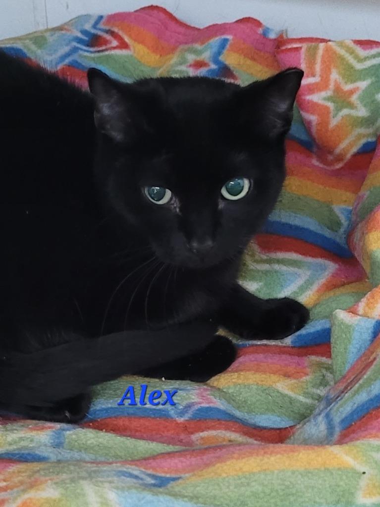 Enlarge Alex, a Adoptable mixed breed in Cedar Rapids, IA image 1/4