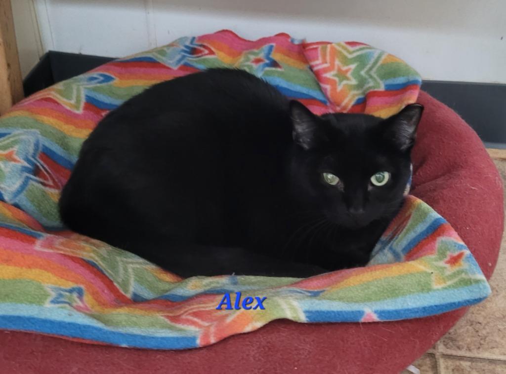 Enlarge Alex, a Adoptable mixed breed in Cedar Rapids, IA image 1/3