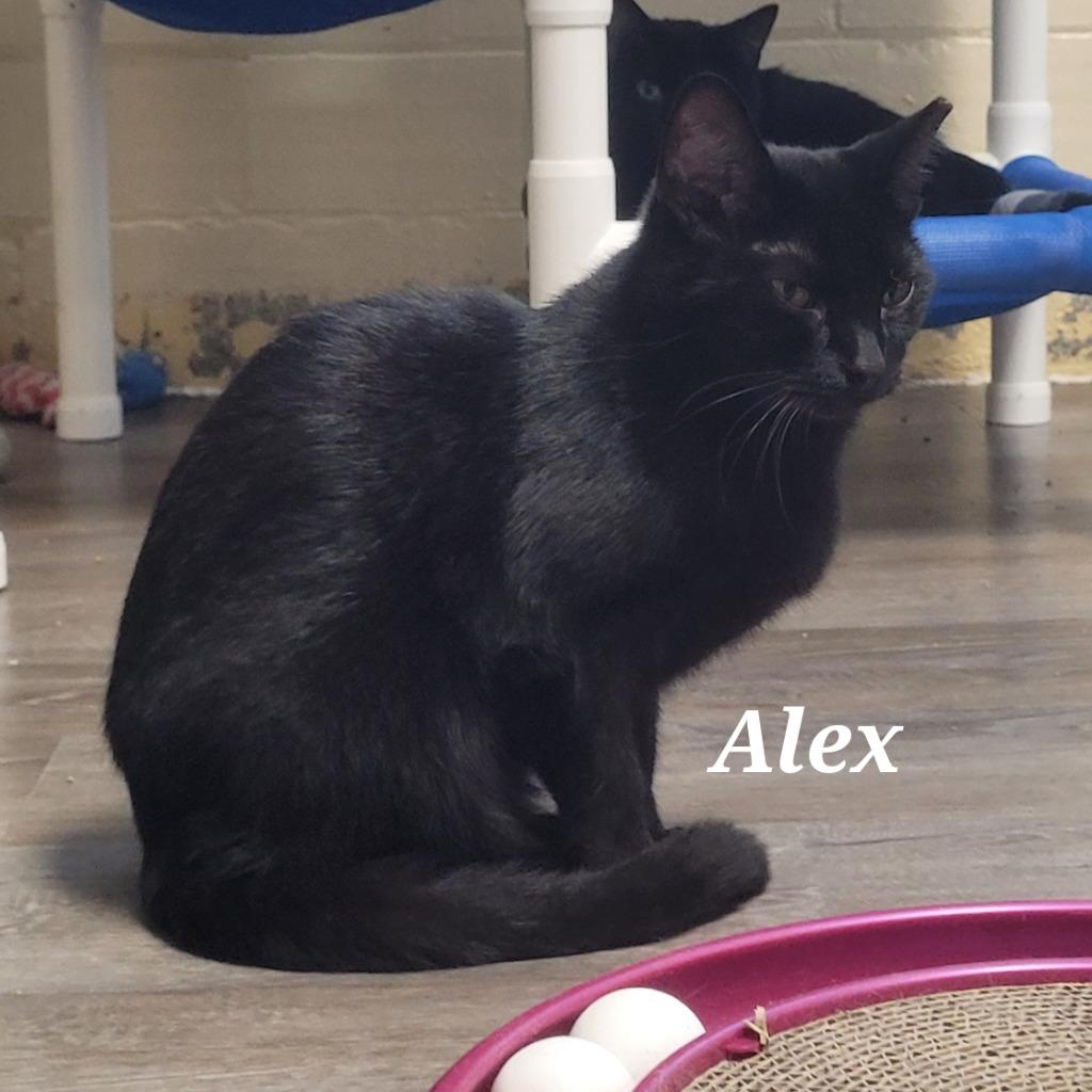 Enlarge Alex, a Adoptable mixed breed in Cedar Rapids, IA image 3/4