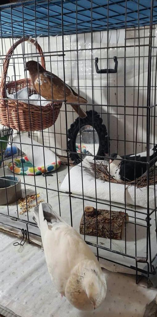 Cocoa w/ Oreo, Adoptable, Adult Male Pigeon.