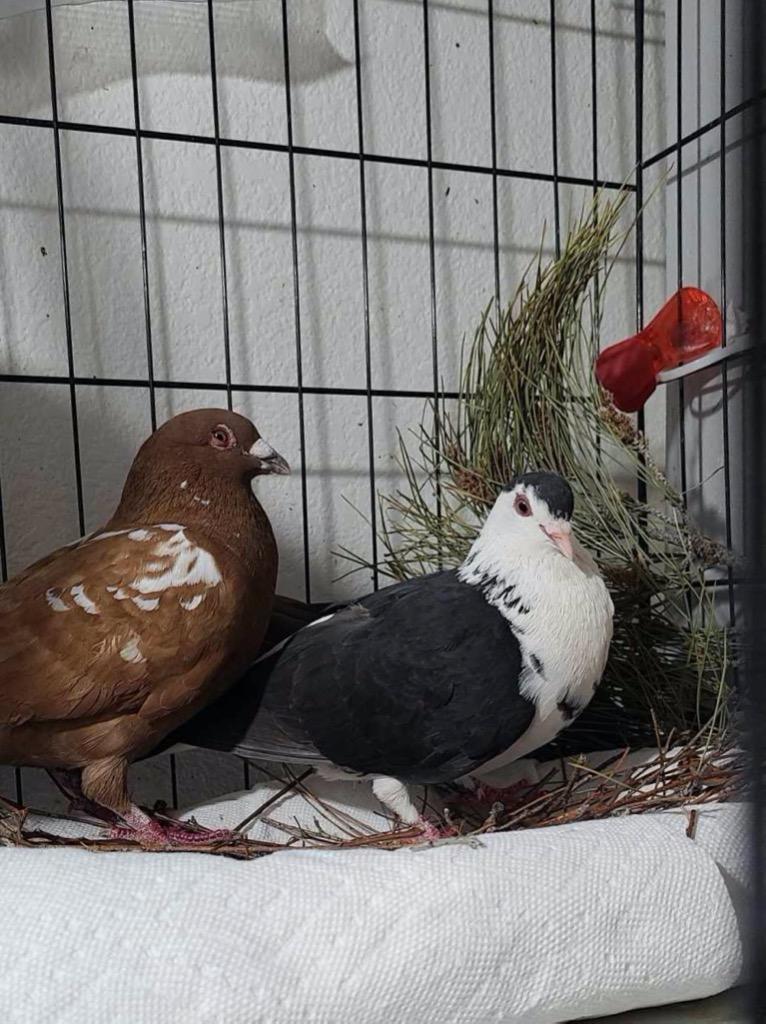 Enlarge Cocoa w/ Oreo, a Adoptable Pigeon in San Francisco, CA image 3/3